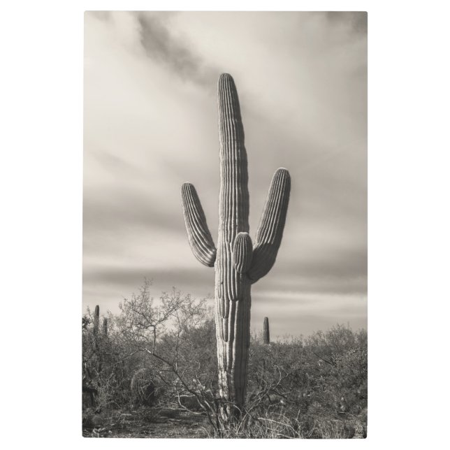 Impresión En Metal Saguaro (Anverso)