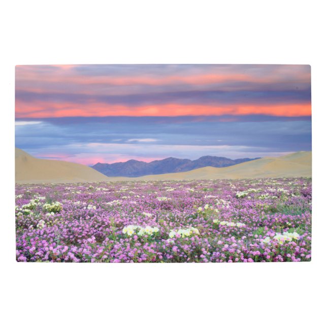 Impresión En Metal Sand Verbena y Dune Primrose Wildflowers at Sunset (Anverso)