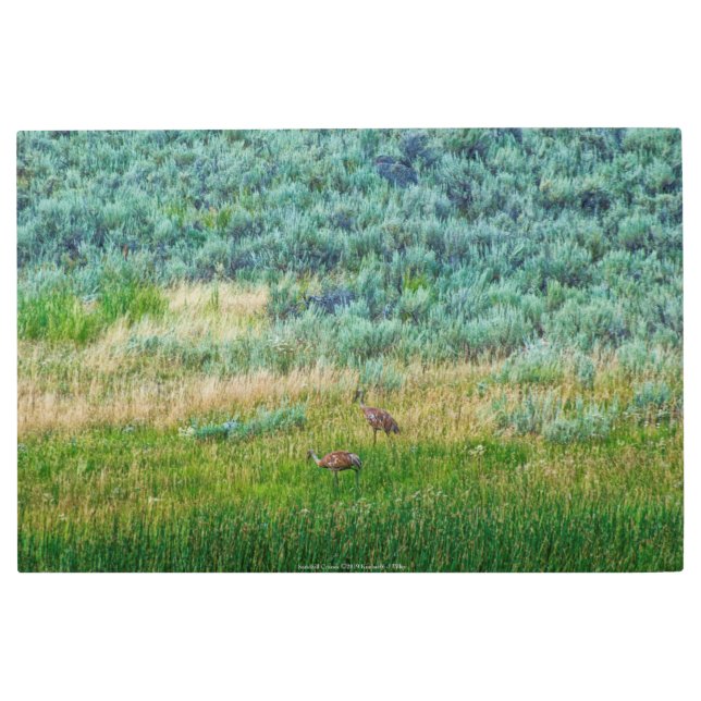 Impresión En Metal Sandhill Cranes (Anverso)