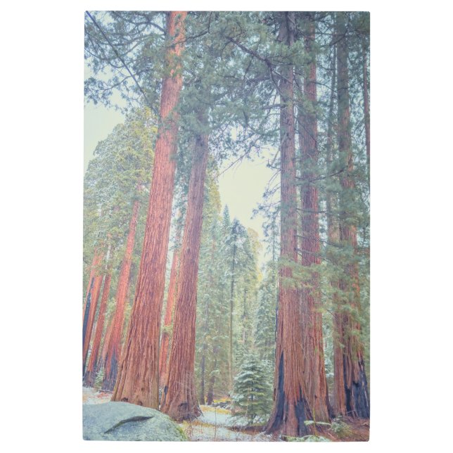 Impresión En Metal Secuoyas gigantes (Anverso)