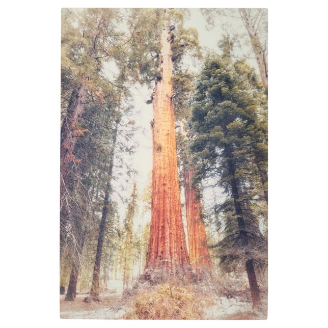 Impresión En Metal Secuoyia gigante (Anverso)