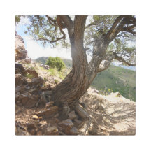 Sendero Tenacity Tree Utah