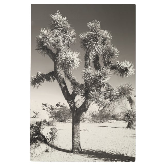 Impresión En Metal Sepia Toned Joshua Tree (Anverso)