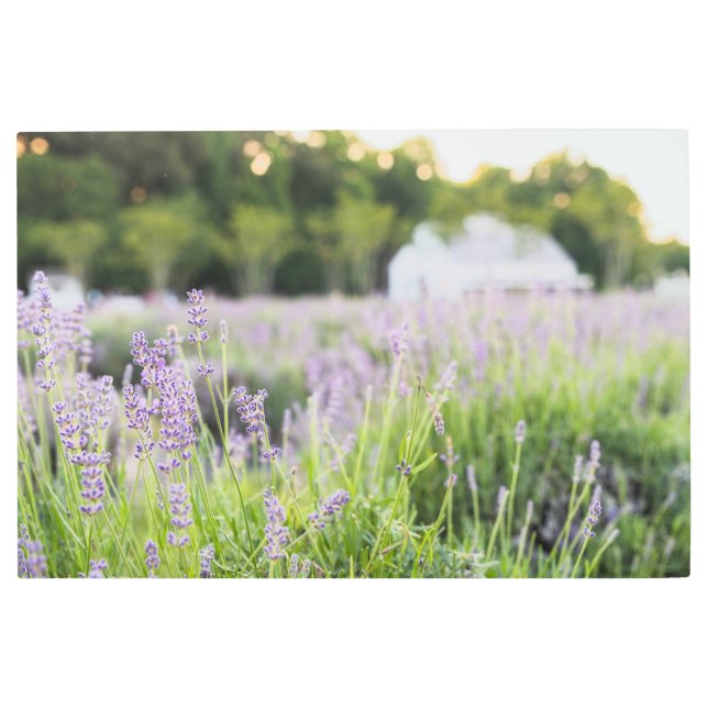 Impresión En Metal Serene Lavender Field (Anverso)