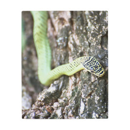 Impresión En Metal Serpiente de árbol dorado