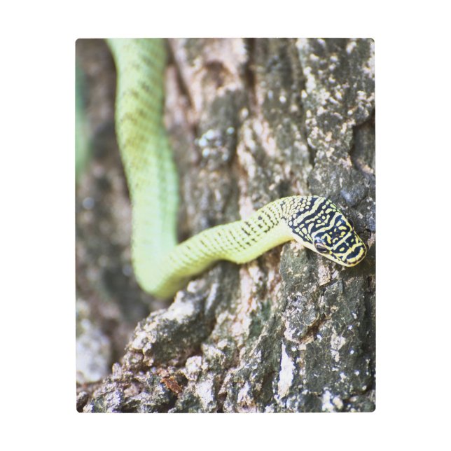 Impresión En Metal Serpiente de árbol dorado (Anverso)