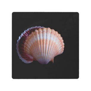 Impresión En Metal Shell de vieira