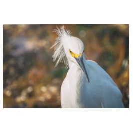 Impresión En Metal Snowy Egret