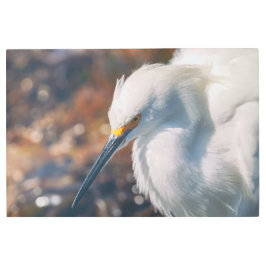 Impresión En Metal Snowy Egret