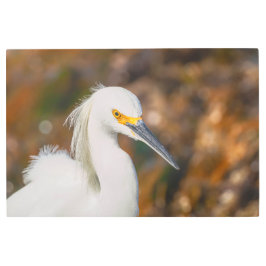 Impresión En Metal Snowy Egret