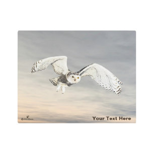 Impresión En Metal Snowy Owl