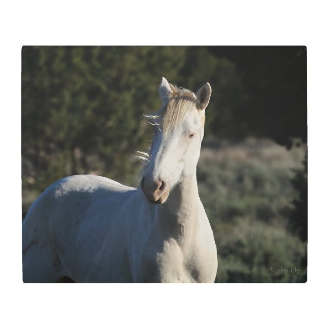 Impresión En Metal Sobreviviente ~ Icono Cremello Mustang de los Stee (Anverso)