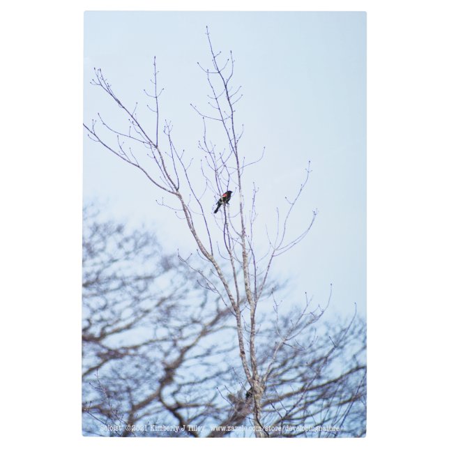 Impresión En Metal Soloista (Anverso)