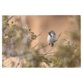 Impresión En Metal Sparrow