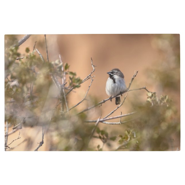 Impresión En Metal Sparrow (Anverso)