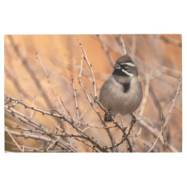 Impresión En Metal Sparrow