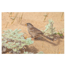 Impresión En Metal Sparrow on Sand