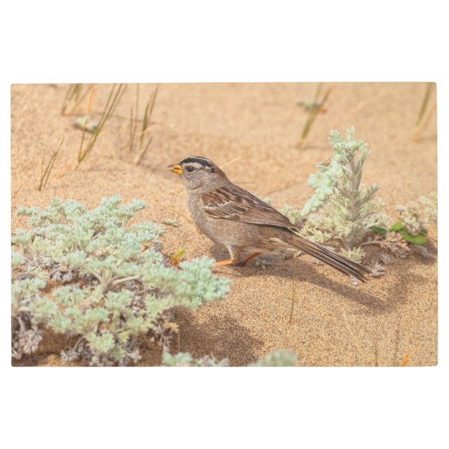 Impresión En Metal Sparrow on Sand (Anverso)