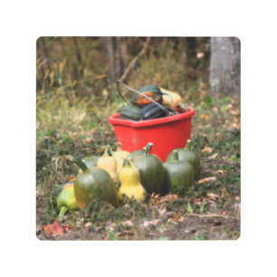 Impresión En Metal Squash Country Garden Harvest Orton