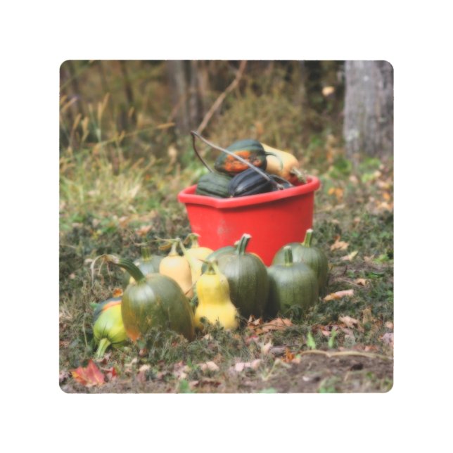 Impresión En Metal Squash Country Garden Harvest Orton (Anverso)