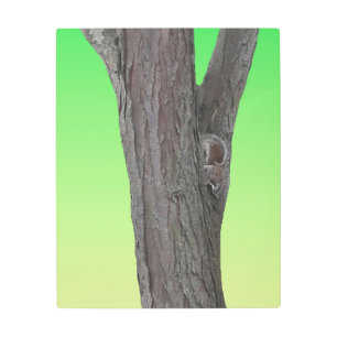 Impresión En Metal Squirrel Fanatic