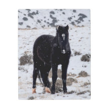 Stallion salvaje en la nieve