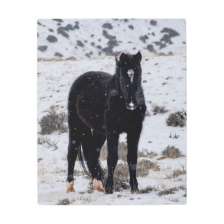 Impresión En Metal Stallion salvaje en la nieve