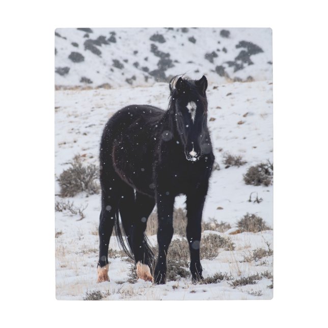 Impresión En Metal Stallion salvaje en la nieve (Anverso)