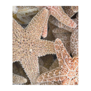 Impresión En Metal Starfish por todas partes