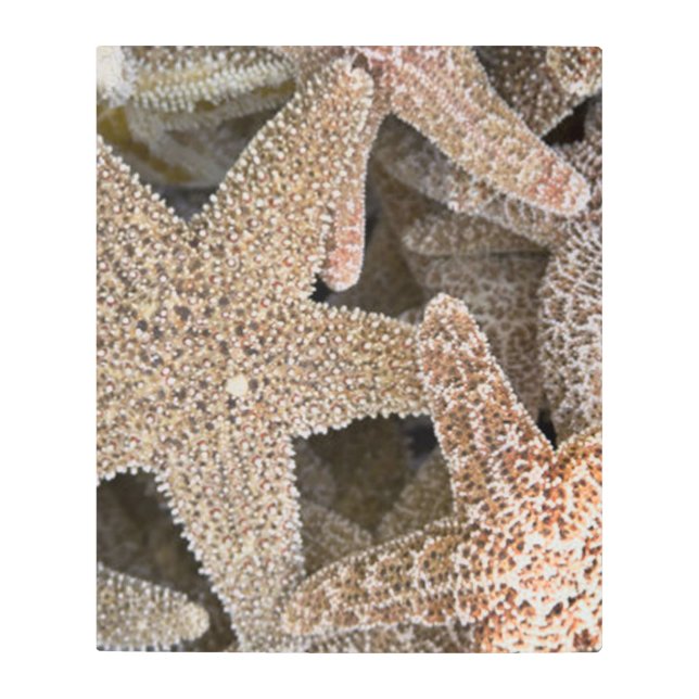 Impresión En Metal Starfish por todas partes (Anverso)