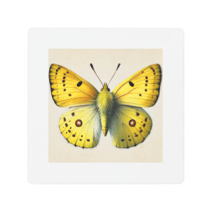 Impresión En Metal Sulfur butterfly Colias 130924IREF208 - Watercolor