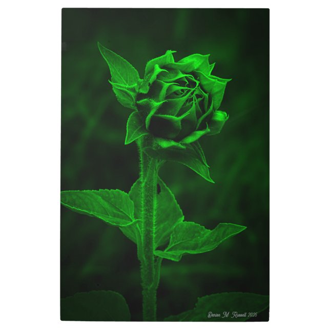 Impresión En Metal "Sunflower Bud"  (Anverso)