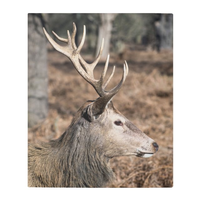 Impresión En Metal The King's Deer of Richmond Park, Londres, Reino U (Anverso)