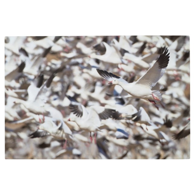 Impresión En Metal Tiempo de detonar (Anverso)