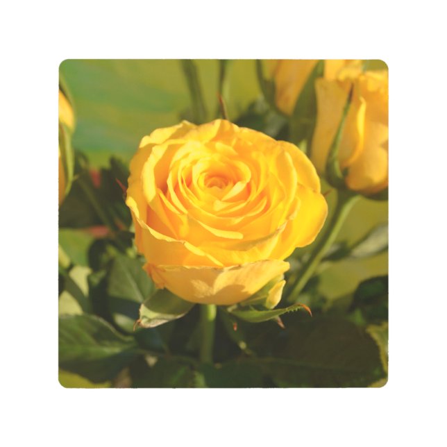 Impresión En Metal Tómate tiempo para oler la rosa amarilla (Anverso)