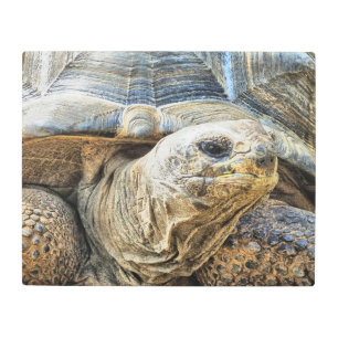 IMPRESIÓN EN METAL TORTOISE