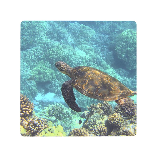 Impresión En Metal tortuga en el mar (Anverso)