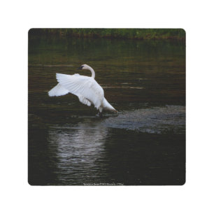 Impresión En Metal Trumpeter Swan