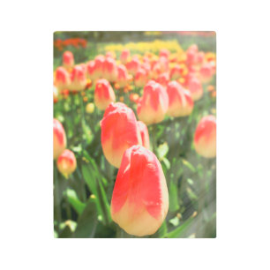 Impresión En Metal Tulip Heaven