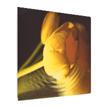 Tulipán amarillo romántico