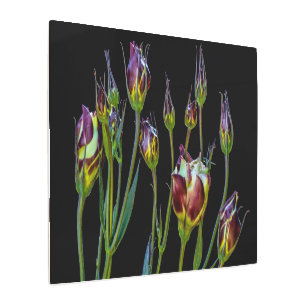 Impresión En Metal Tulipanes etéreos púrpura