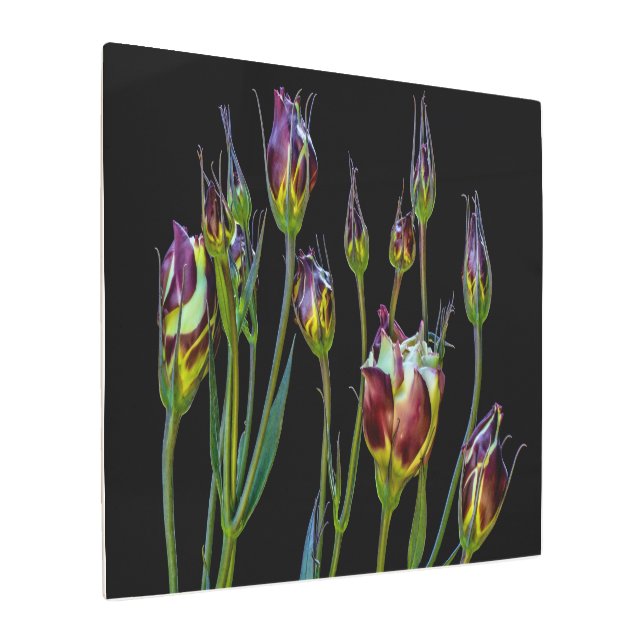 Impresión En Metal Tulipanes etéreos púrpura (Angulado)