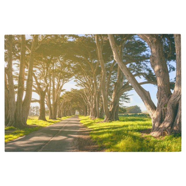 Impresión En Metal Túnel Cypress (Anverso)