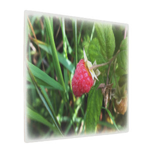 Impresión En Metal Una frambuesa madura