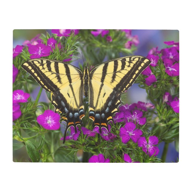 Impresión En Metal Una mariposa del virrey en las flores rosadas (Anverso)