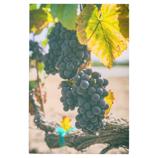 Impresión En Metal Uva en vinagre (Anverso)