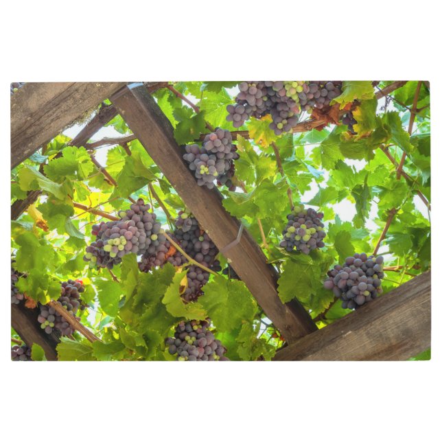Impresión En Metal Uvas en vides (Anverso)