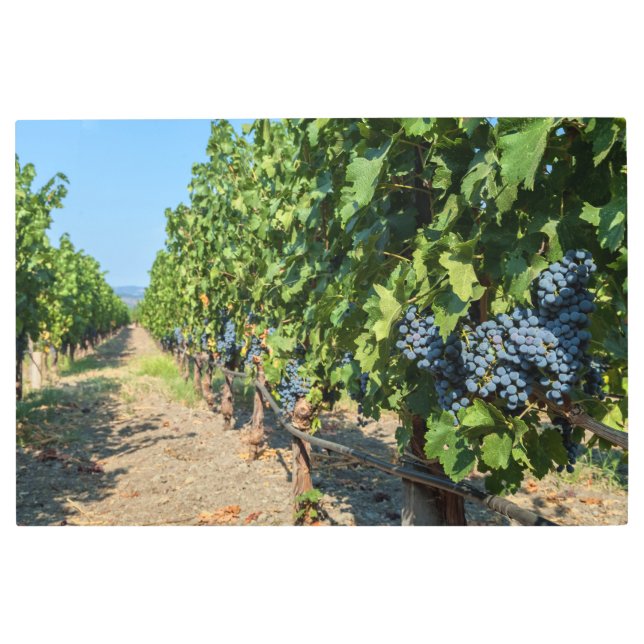 Impresión En Metal Uvas en vides (Anverso)