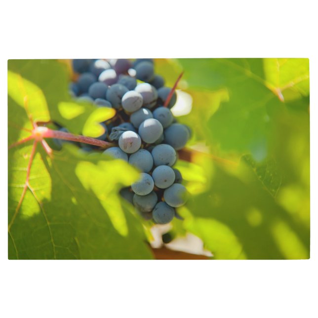 Impresión En Metal Uvas en vinagre (Anverso)