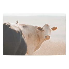 Impresión En Metal Vaca Blanca Con Un Pequeño Ave En La Espalda